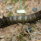 Imperial Moth caterpillar