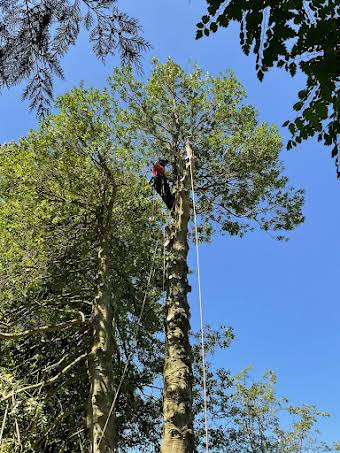 Tree Surgery album cover