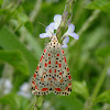 Crimson-speckled Moth