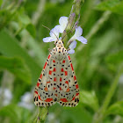 Crimson-speckled Moth