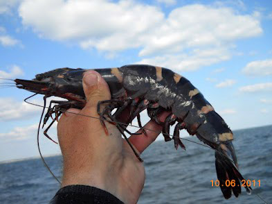 Tiger Shrimp