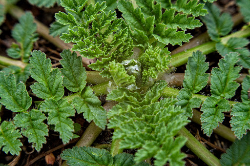 Erodium moschatum