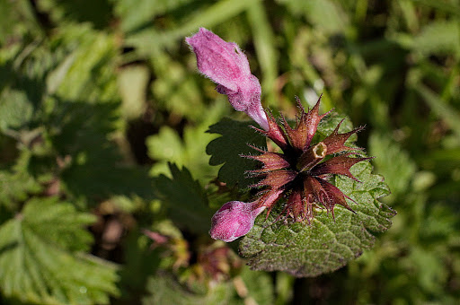 Lamium maculatum