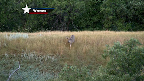 Hunting Food Plots And Food Source thumbnail