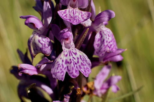 Dactylorhiza elata