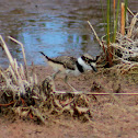 Killdeer (chick)