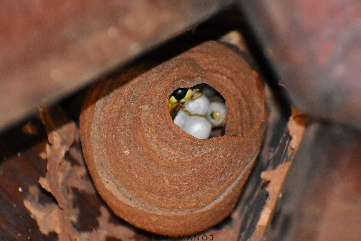 Black Shield Wasp