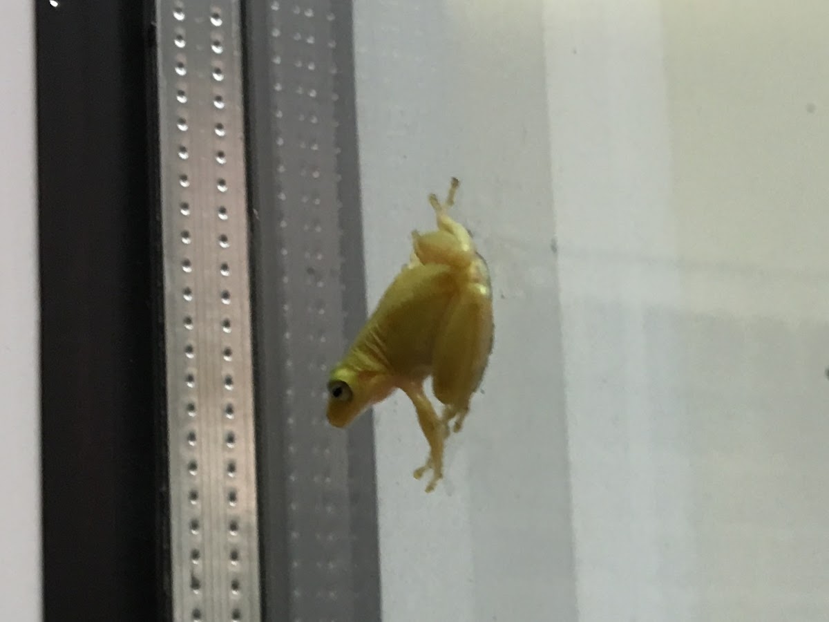 Squirrel Tree Frog