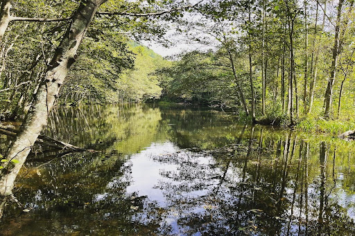 Prestige house for sale in Higashikawa (Japan) - Calm river bordered by green trees