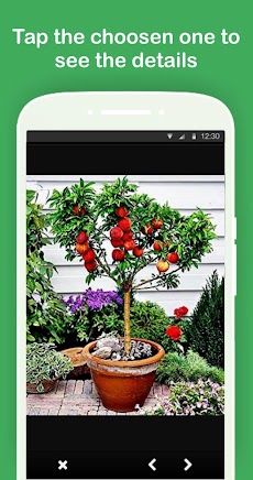 DIY Fruit Trees in Pots Ideasのおすすめ画像3