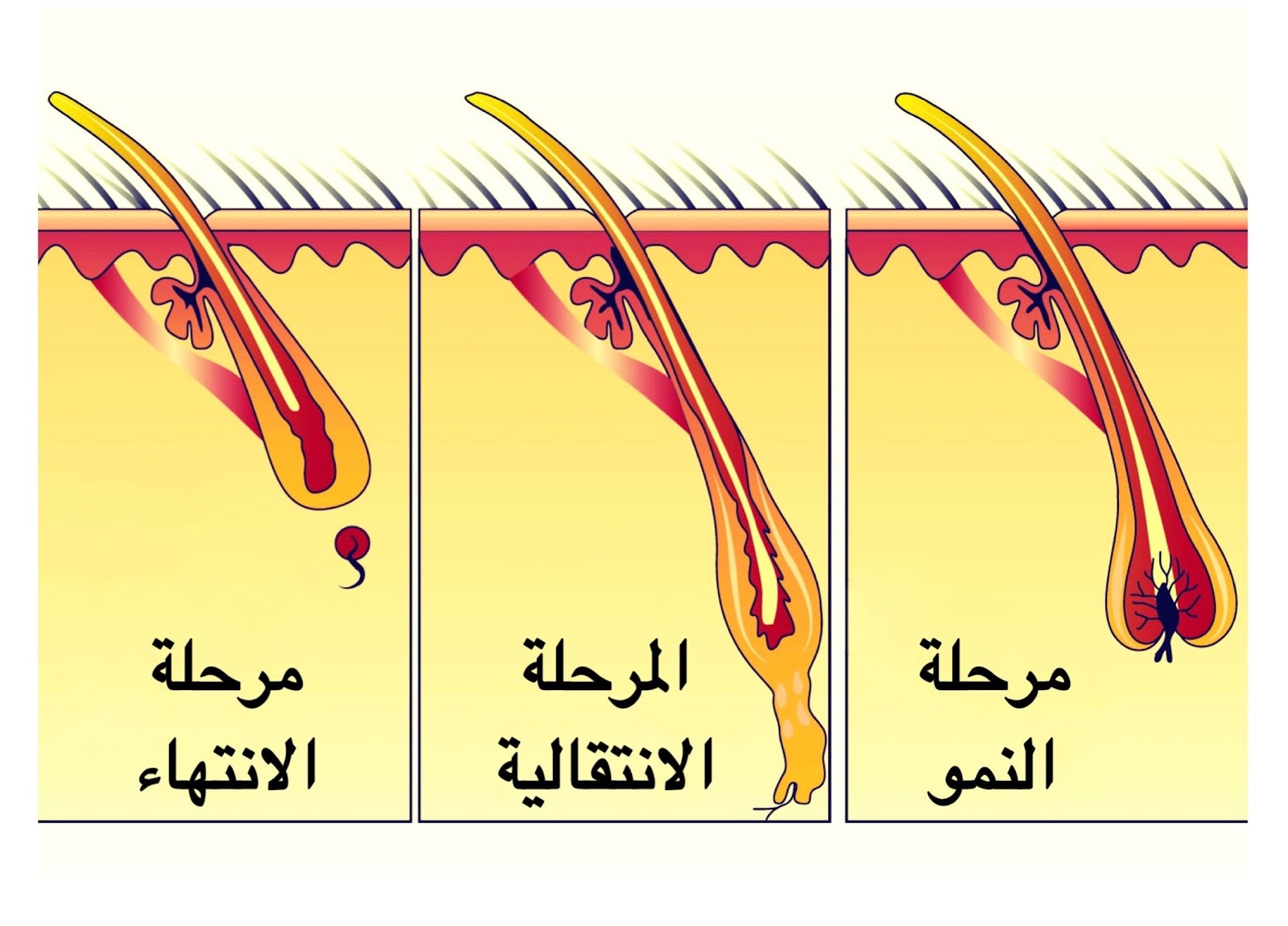 مراحل نمو الشعر