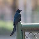 Black drongo