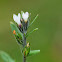 Field Gromwell