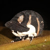 Treehopper