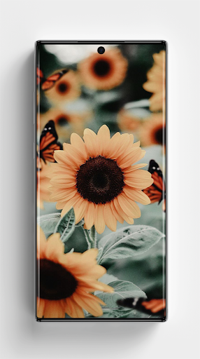 Sunflower Wallpapers 4K