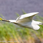 Little Egret; Garceta Común