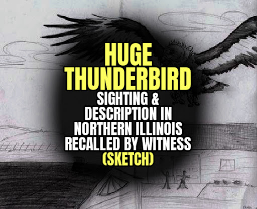 HUGE THUNDERBIRD Sighting & Description in Northern Illinois Recalled by Witness (SKETCH)