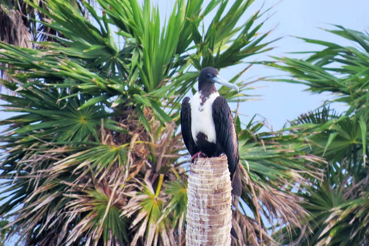 Magnificent Frigatebird