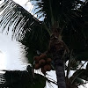 Coconut Tree