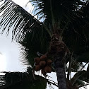 Coconut Tree