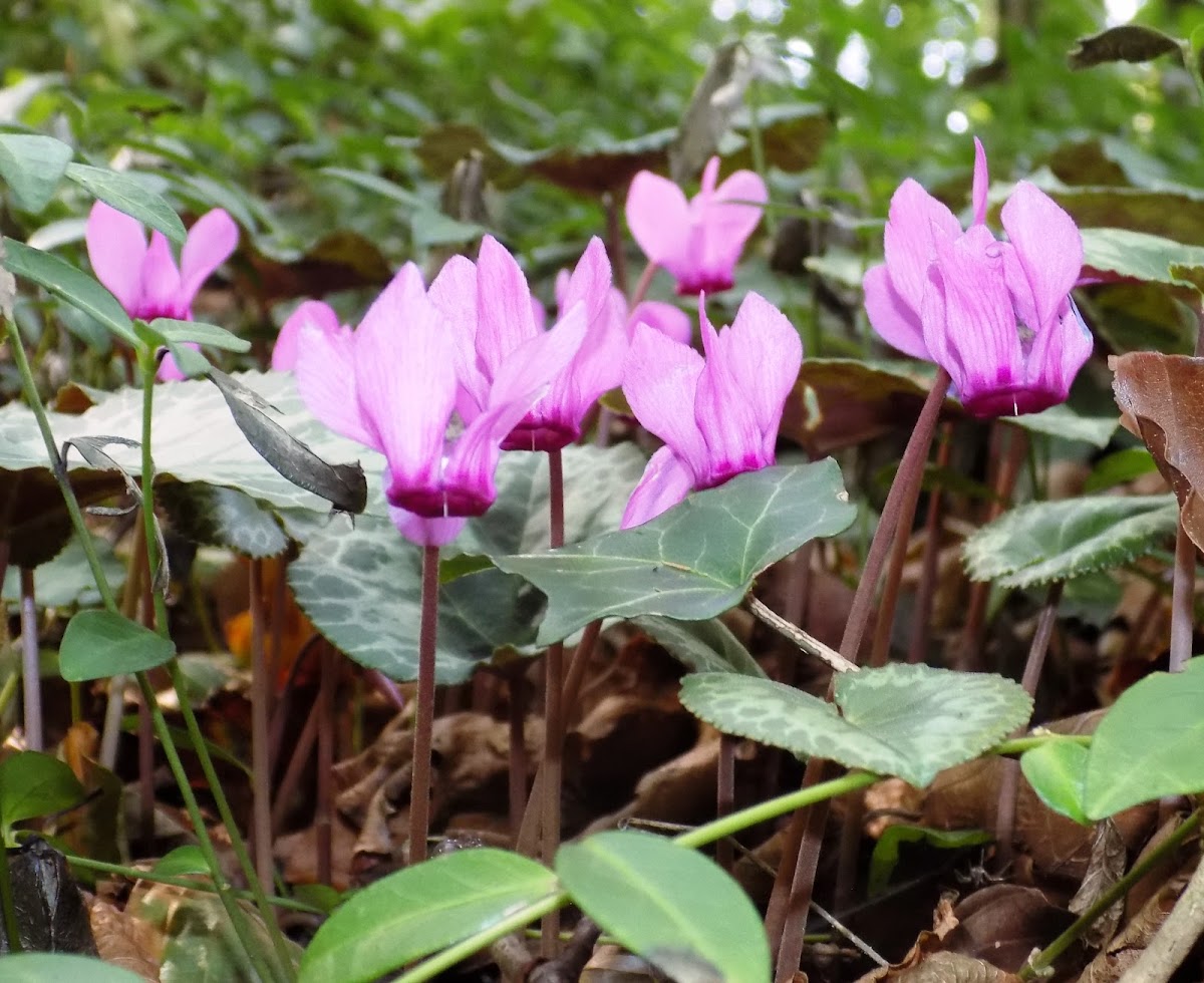 Cyclamen