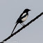 Magpie; Urraca