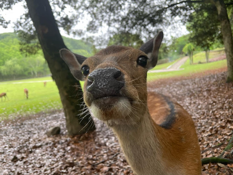 510の旧車はスポーツだ！・ちょっと神戸までに関するカスタム事例の投稿画像24枚目