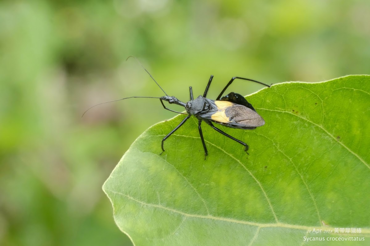 Sycanus croceovittatus 黃帶犀獵椿