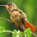 Cinnamon hummingbird