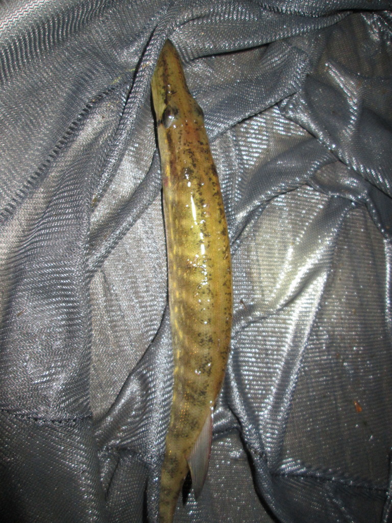 Chain Pickerel