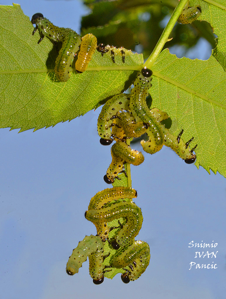 Rose Sawfly