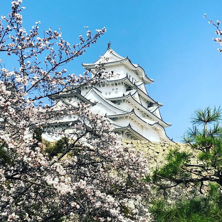 「恋の花」のメインビジュアル