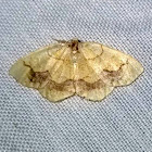 Horned Spanworm Moth