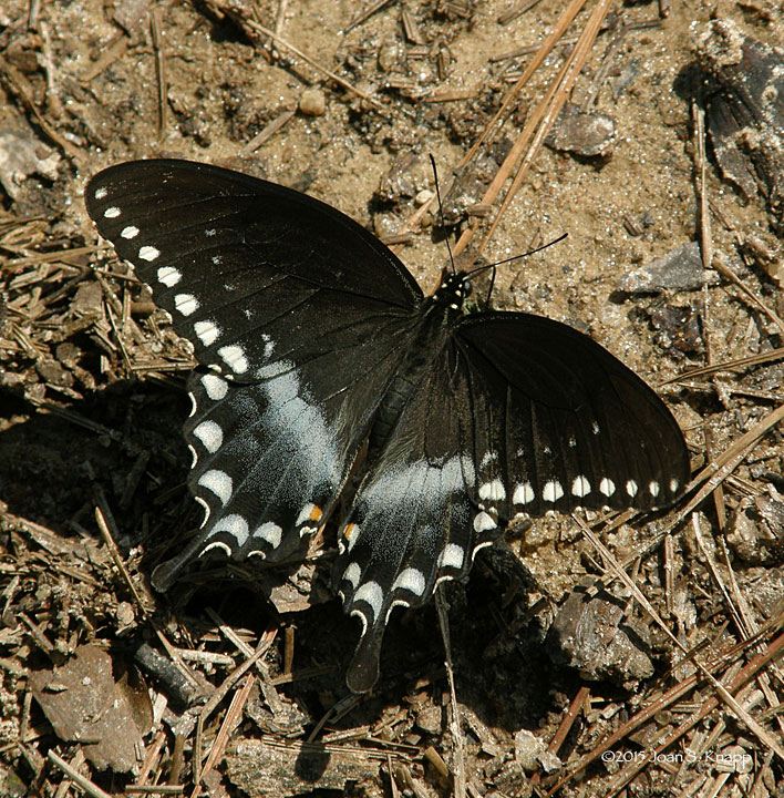 Spicebush Swallowtail