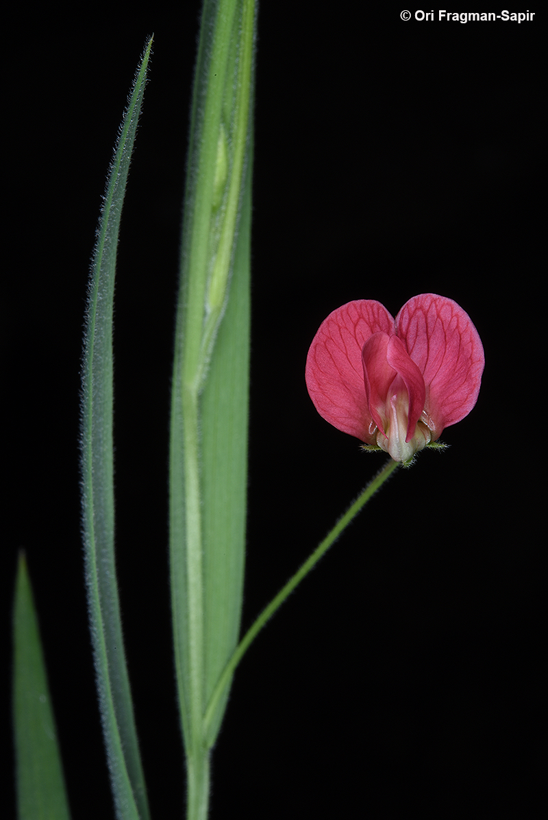 Grass Vetchling