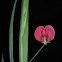 Grass Vetchling