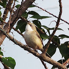 Lesser Whitethroat