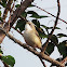 Lesser Whitethroat