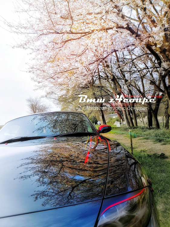Z4 クーペの桜・部分撮り・リフレクション・桜と愛車に関するカスタム事例の投稿画像3枚目