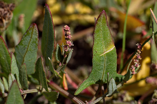 Atriplex prostrata