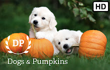 Dogs & Pumpkins HD Wallpapers New Tab small promo image