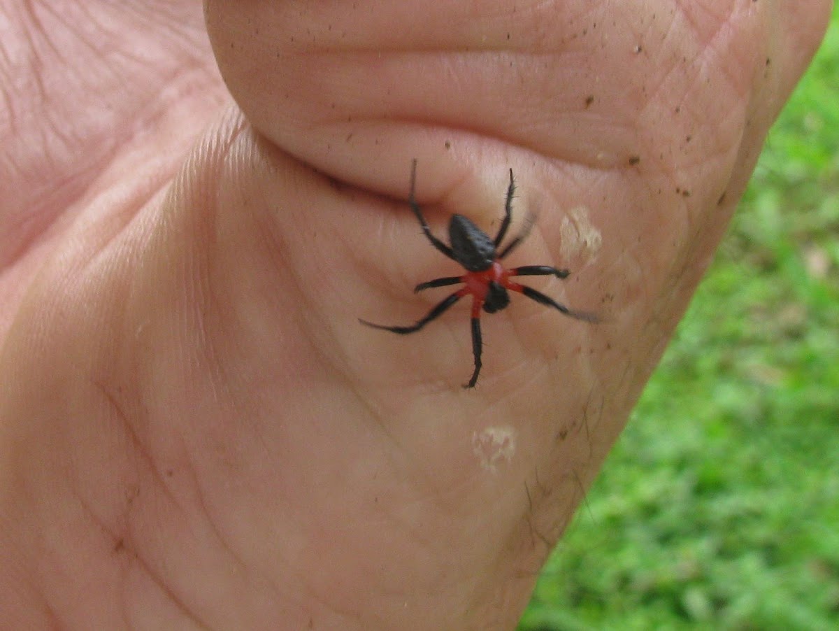 Alpaida spider