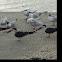 Black Skimmer