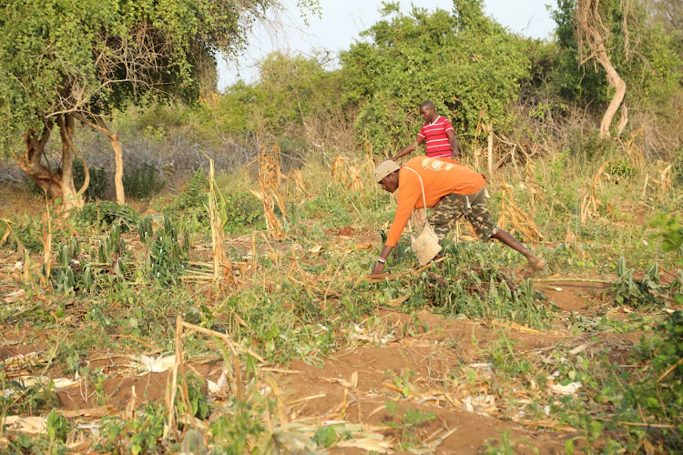 A maize and cassava farm destroyed by elephants in Shakahola, Magarini constituency