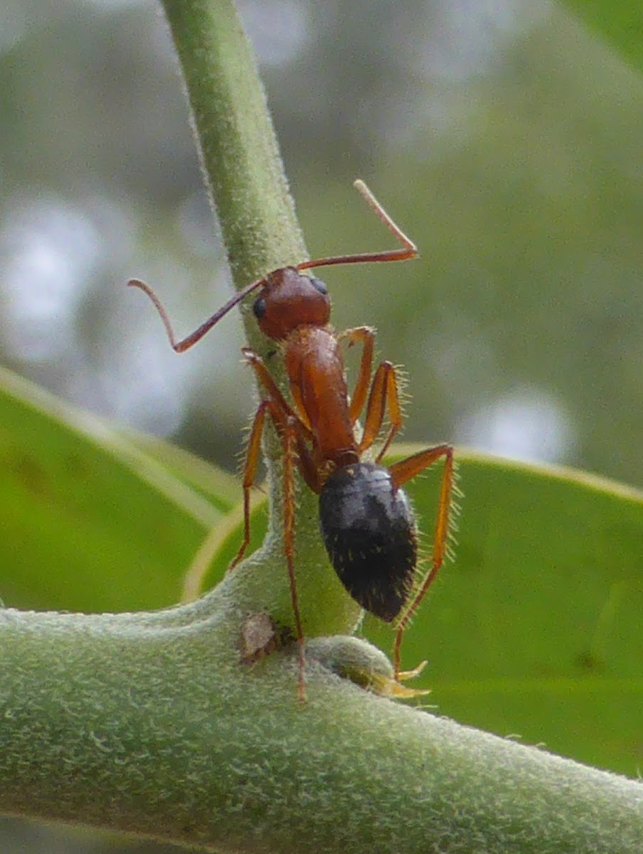 Florida Carpenter Ant