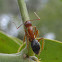 Florida Carpenter Ant