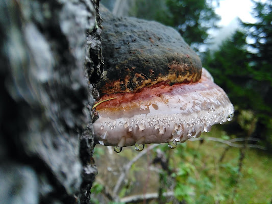 Non è autunno senza... funghi di Zak_2017