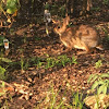 Eastern Cottontail