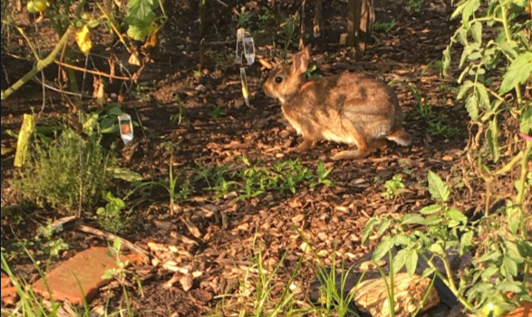 Eastern Cottontail