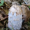 Shaggy Mane